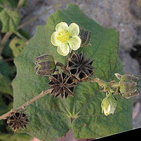 Abutilon dugesii unspecified picture