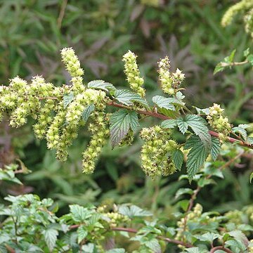 Neillia thyrsiflora unspecified picture