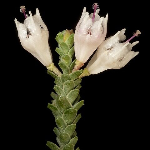 Darwinia pauciflora unspecified picture