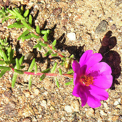 Portulaca gilliesii unspecified picture