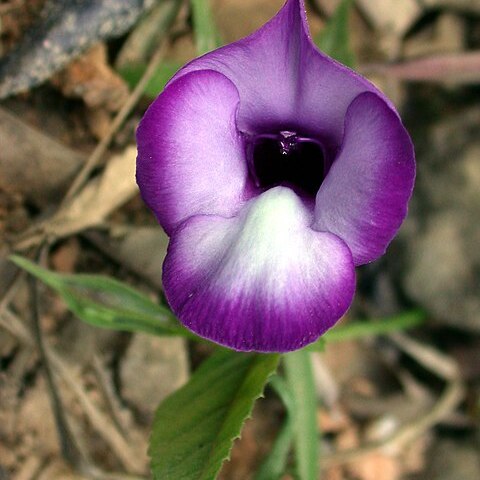 Torenia chevalieri unspecified picture