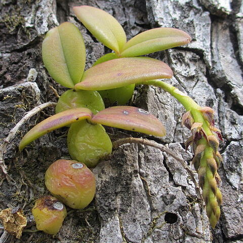 Bulbophyllum elliotii unspecified picture