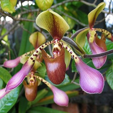 Paphiopedilum lowii var. lowii unspecified picture