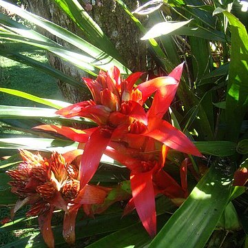 Guzmania wittmackii unspecified picture