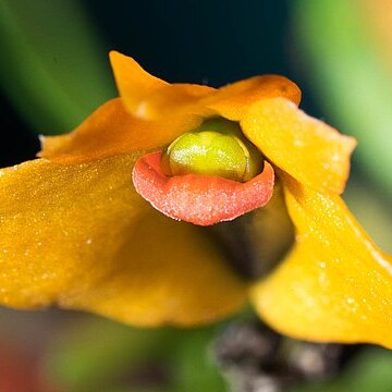 Dendrobium vexillarius var. vexillarius unspecified picture