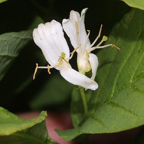 Lonicera tschonoskii unspecified picture