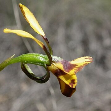 Diuris semilunulata unspecified picture