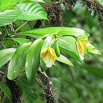 Epidendrum wallisii unspecified picture