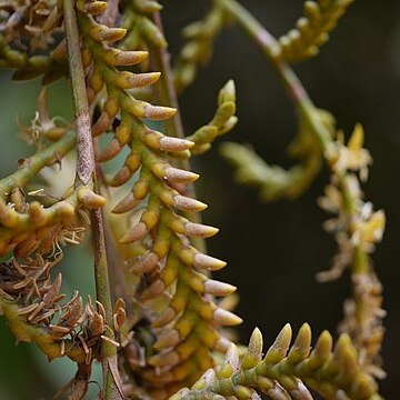 Calamus thwaitesii unspecified picture