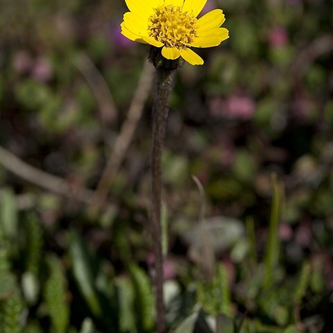 Tephroseris frigida unspecified picture