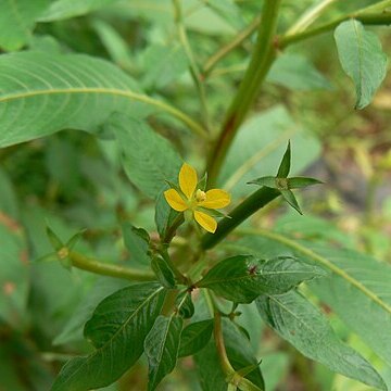 Ludwigia perennis unspecified picture