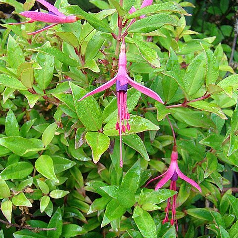 Fuchsia glazioviana unspecified picture