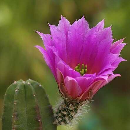 Echinocereus viereckii subsp. morricalii unspecified picture