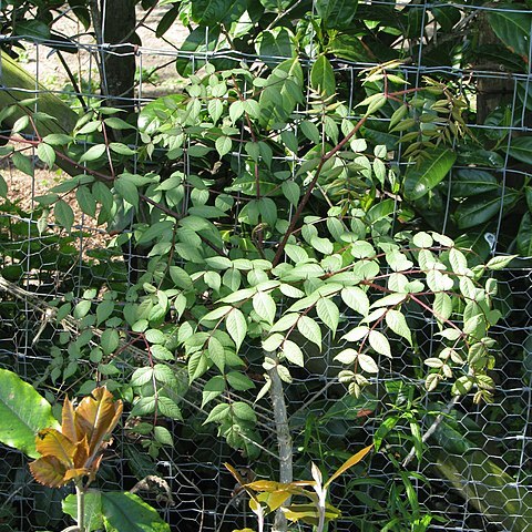 Aralia echinocaulis unspecified picture