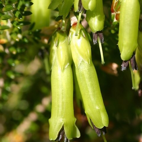 Erica viridiflora unspecified picture