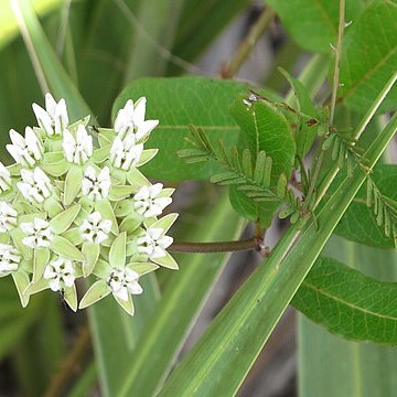 Asclepias curtissii unspecified picture