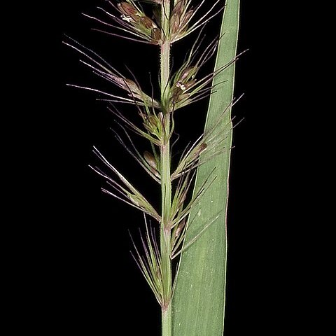 Setaria dielsii unspecified picture