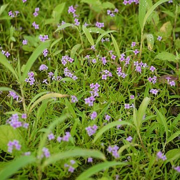 Neanotis lancifolia unspecified picture