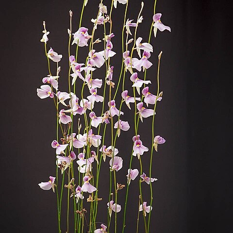 Utricularia blanchetii unspecified picture