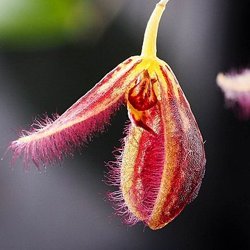 Stelis rostratissima unspecified picture