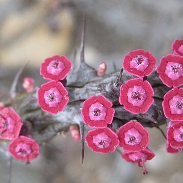 Euphorbia unicornis unspecified picture