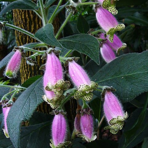 Kohleria warszewiczii unspecified picture