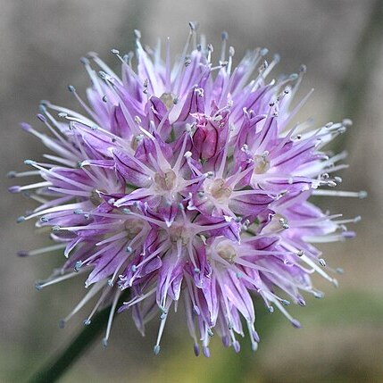 Allium maximowiczii unspecified picture