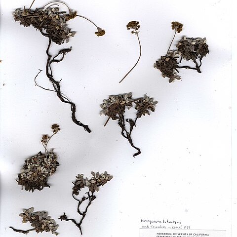 Eriogonum libertini unspecified picture