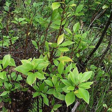 Lysimachia hillebrandii unspecified picture