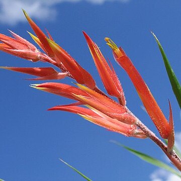 Pitcairnia prolifera unspecified picture