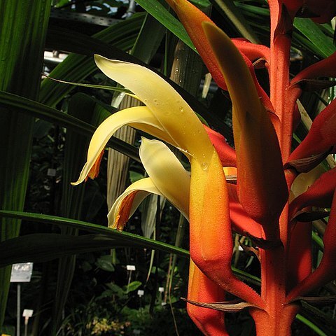 Pitcairnia elvirae unspecified picture