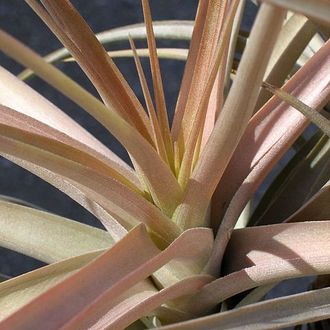 Tillandsia buchlohii unspecified picture