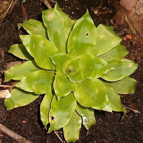 Pitcairnia tabuliformis unspecified picture