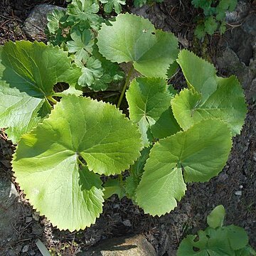 Ligularia duciformis unspecified picture