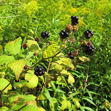 Rubus grabowskii unspecified picture