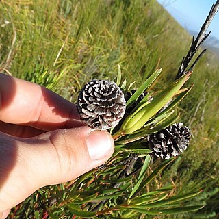 Leucadendron spissifolium subsp. phillipsii unspecified picture