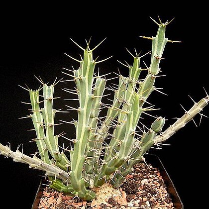 Euphorbia pervittata unspecified picture