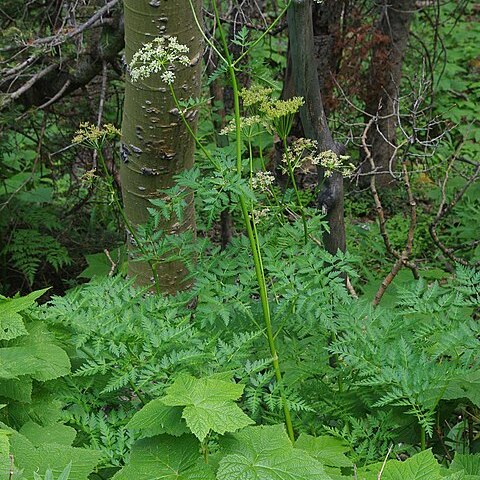 Ligusticum porteri unspecified picture