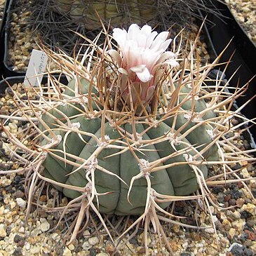 Gymnocalycium spegazzinii subsp. cardenasianum unspecified picture