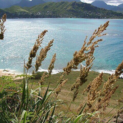 Eragrostis variabilis unspecified picture