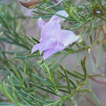 Eremophila glutinosa unspecified picture