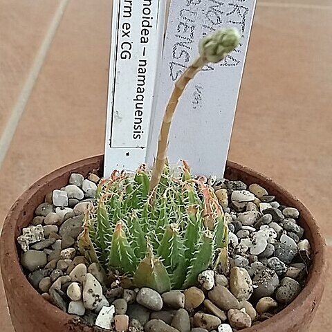 Haworthia arachnoidea var. namaquensis unspecified picture