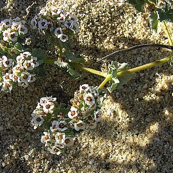 Euphorbia leucophylla unspecified picture