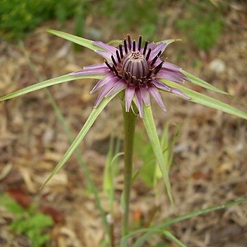 Tragopogon coelesyriacus unspecified picture