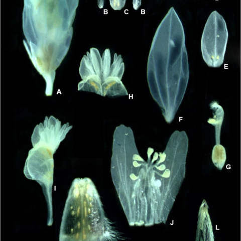 Polygala trichosperma unspecified picture