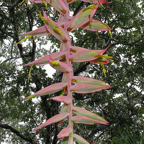 Tillandsia prodigiosa unspecified picture