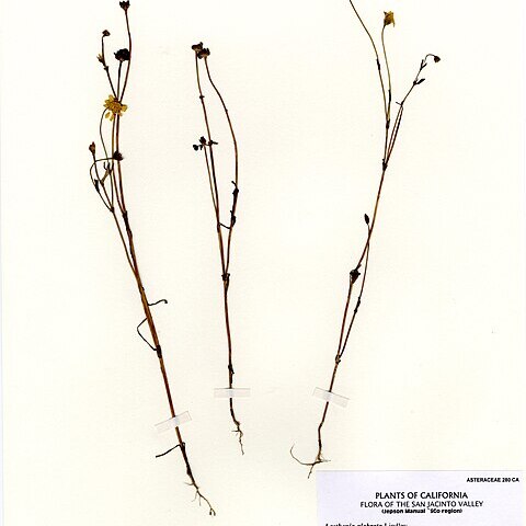 Lasthenia glabrata subsp. coulteri unspecified picture