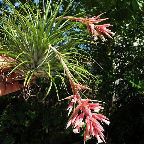 Tillandsia globosa unspecified picture