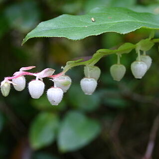 Gaultheria unspecified picture