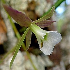 Brassavola ceboletta unspecified picture